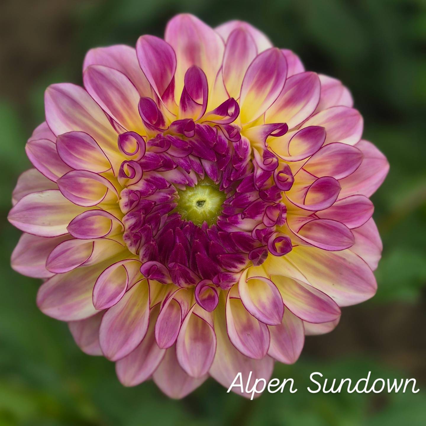 Alpen Sundown Formal Decorative Dahlia
