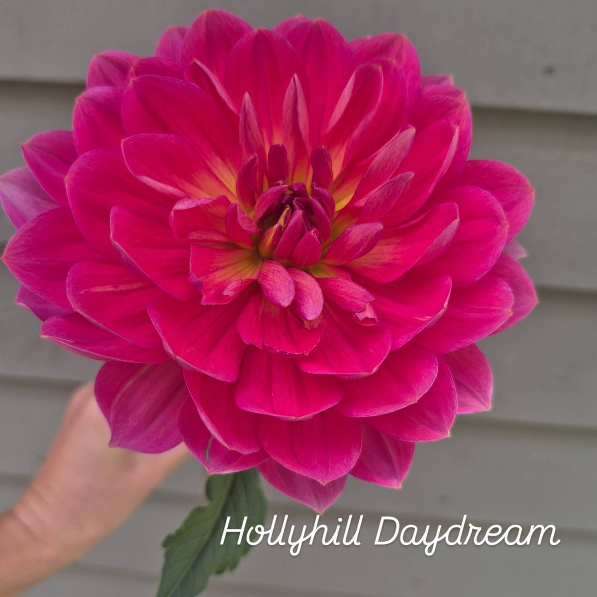 Hollyhill Daydream Waterlily Dahlia