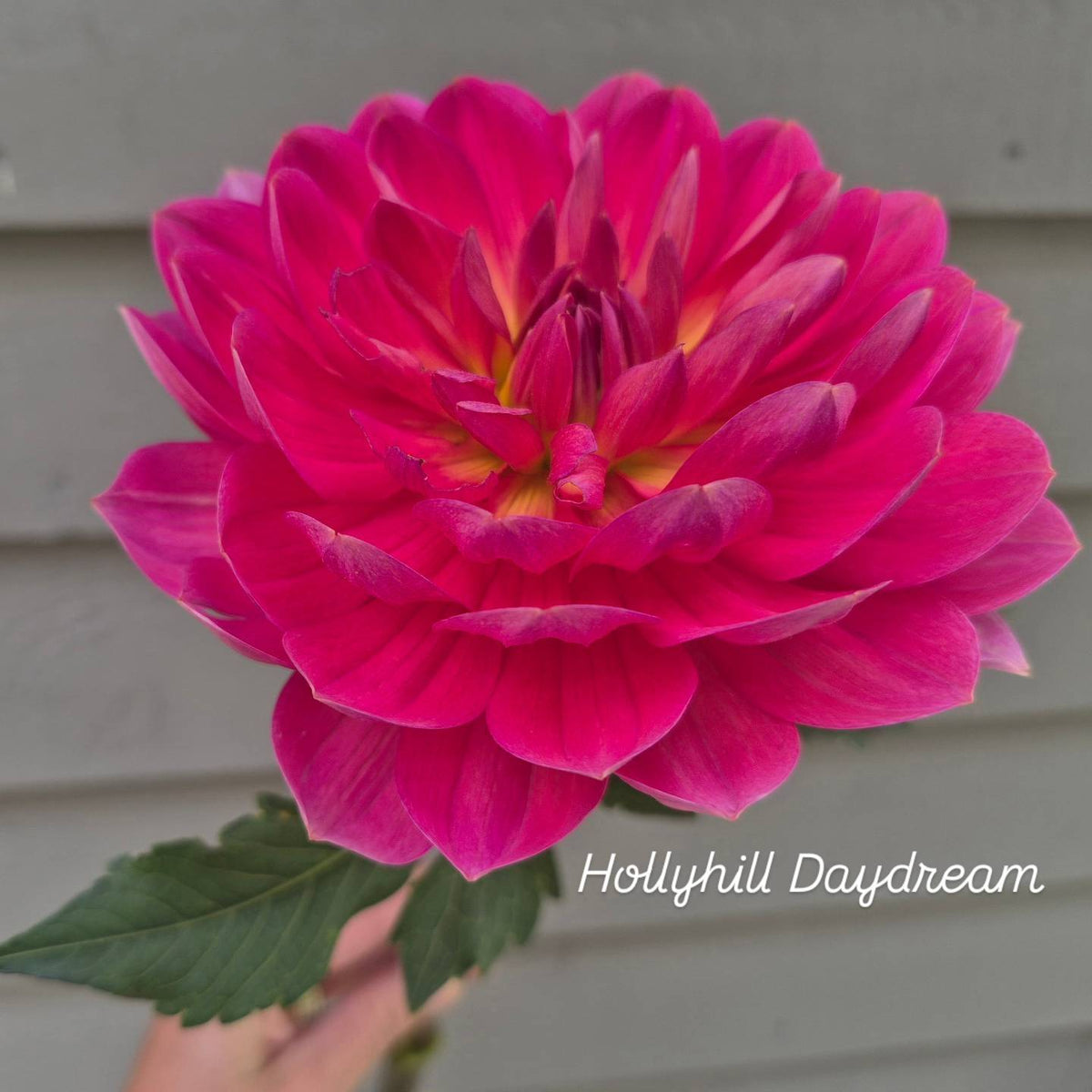 Hollyhill Daydream Waterlily Dahlia
