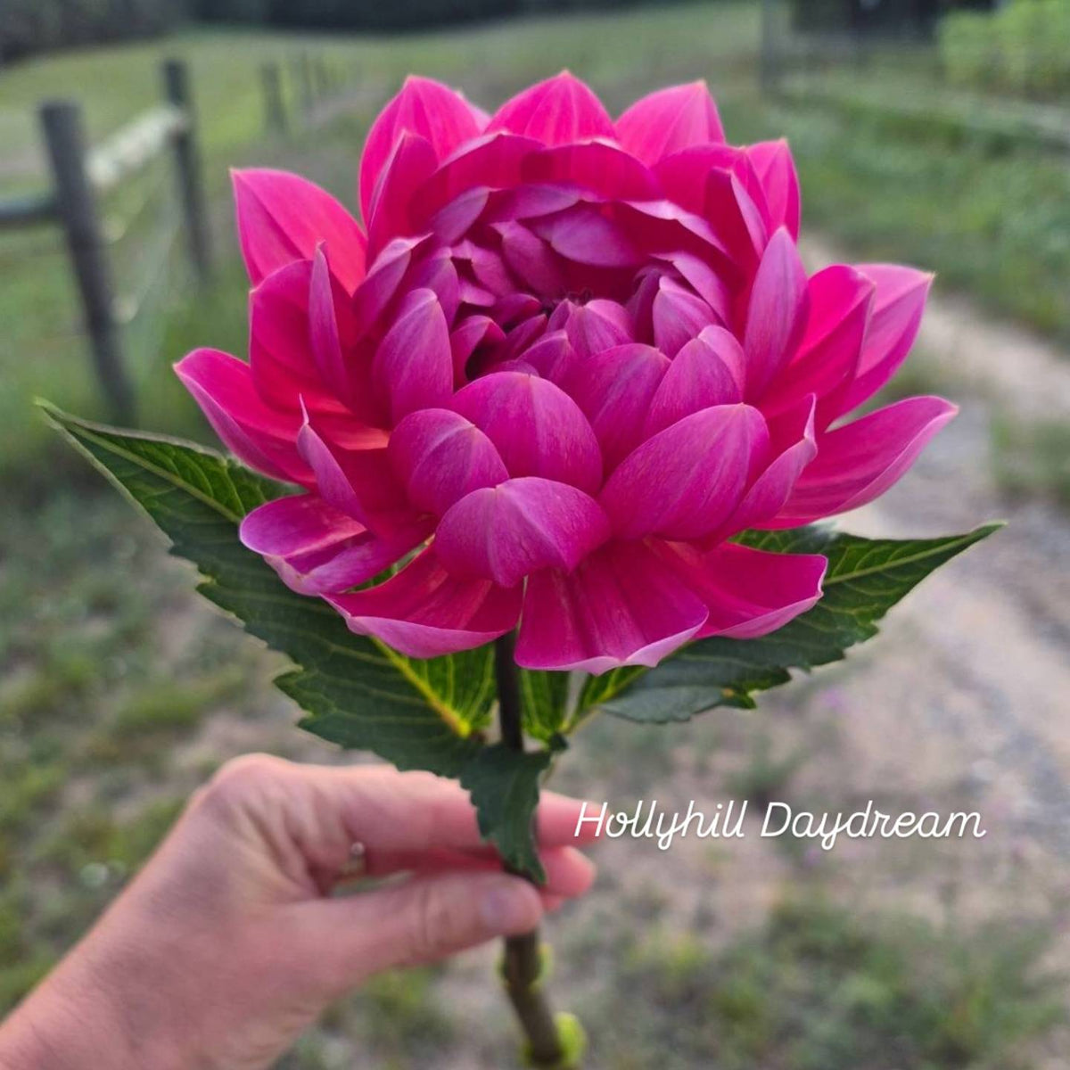 Hollyhill Daydream Waterlily Dahlia