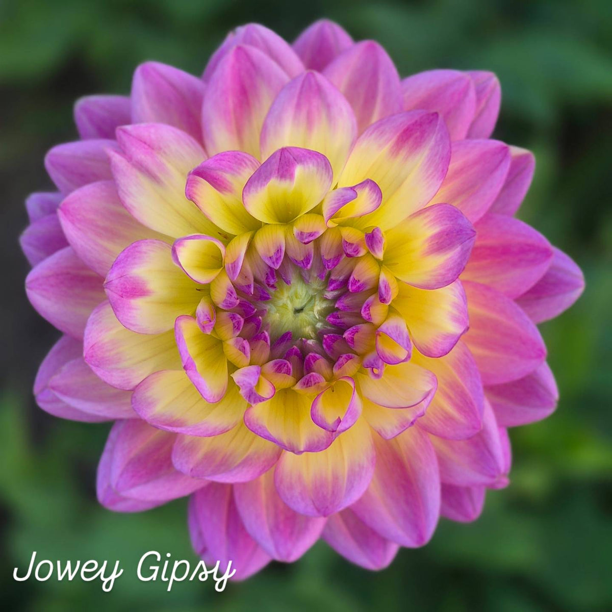 Jowey Gipsy Decorative Dahlia