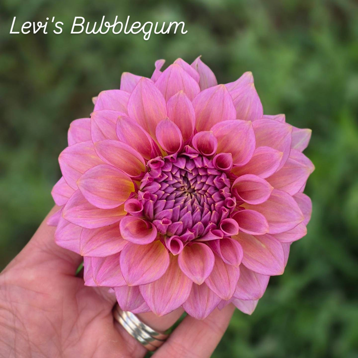 Levi's Bubblegum Formal Decorative Dahlia
