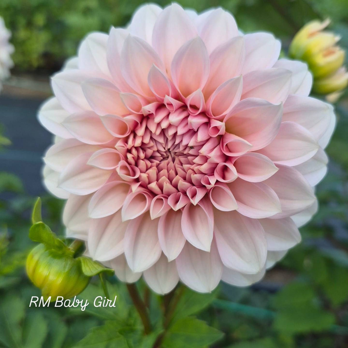 RM Baby Girl Informal Decorative Dahlia