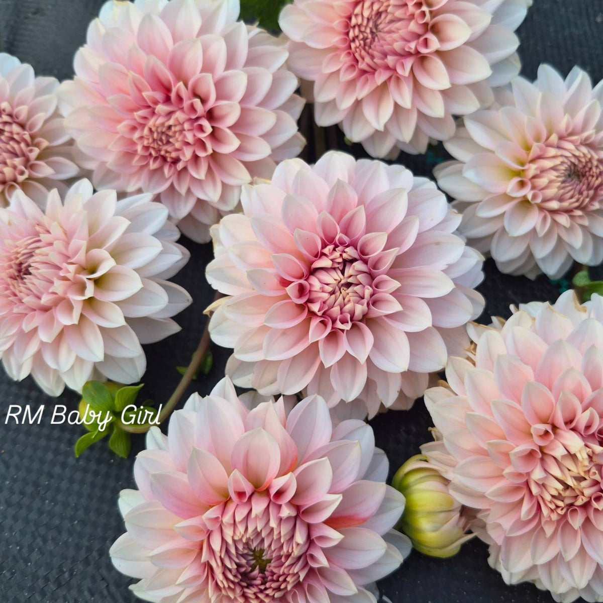 RM Baby Girl Informal Decorative Dahlia