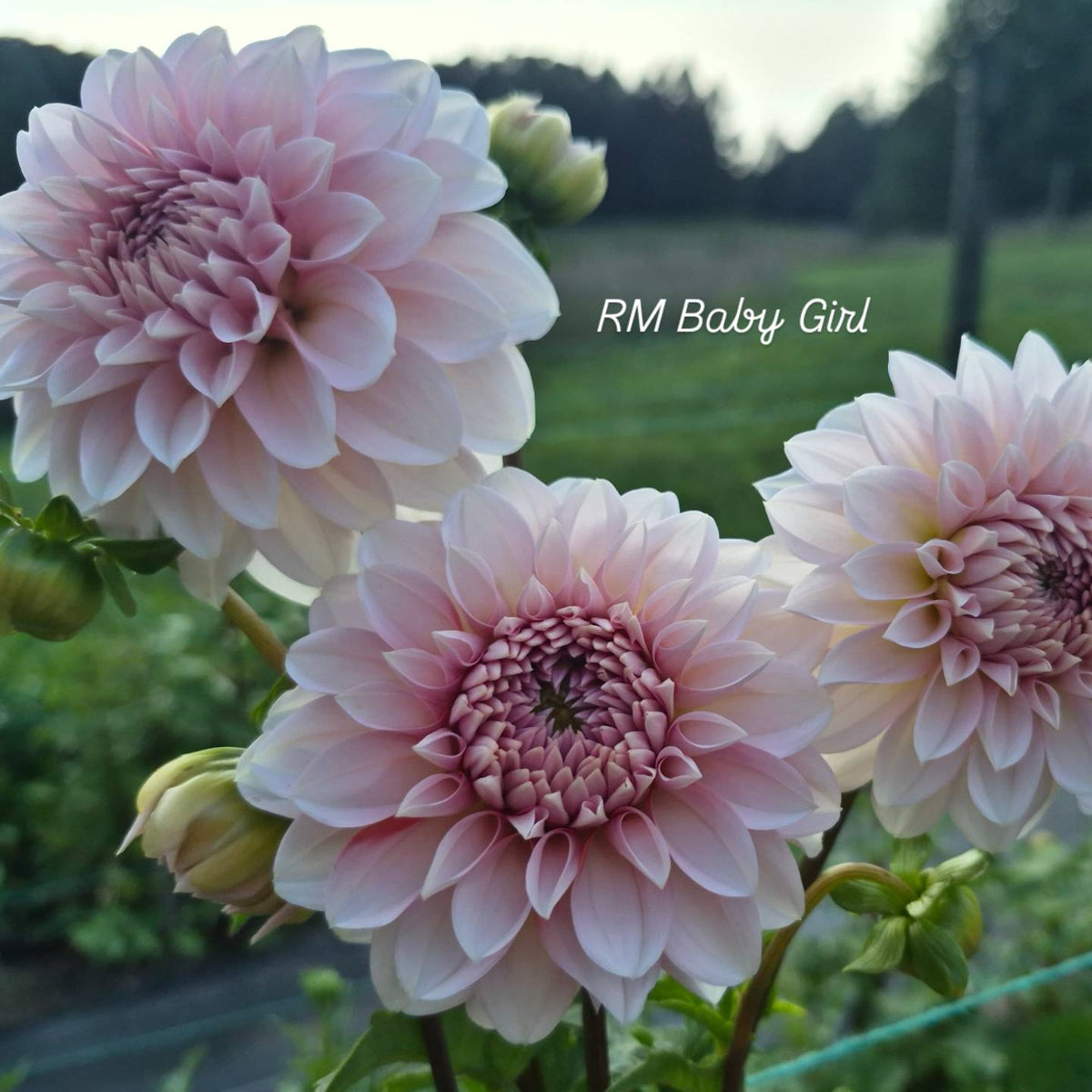 RM Baby Girl Informal Decorative Dahlia