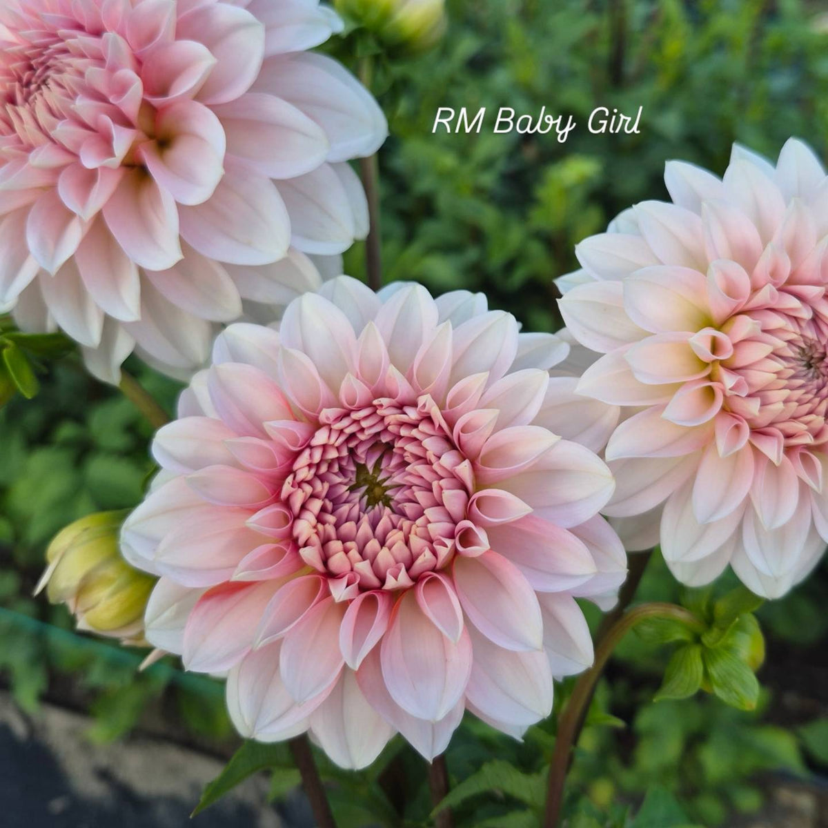 RM Baby Girl Informal Decorative Dahlia