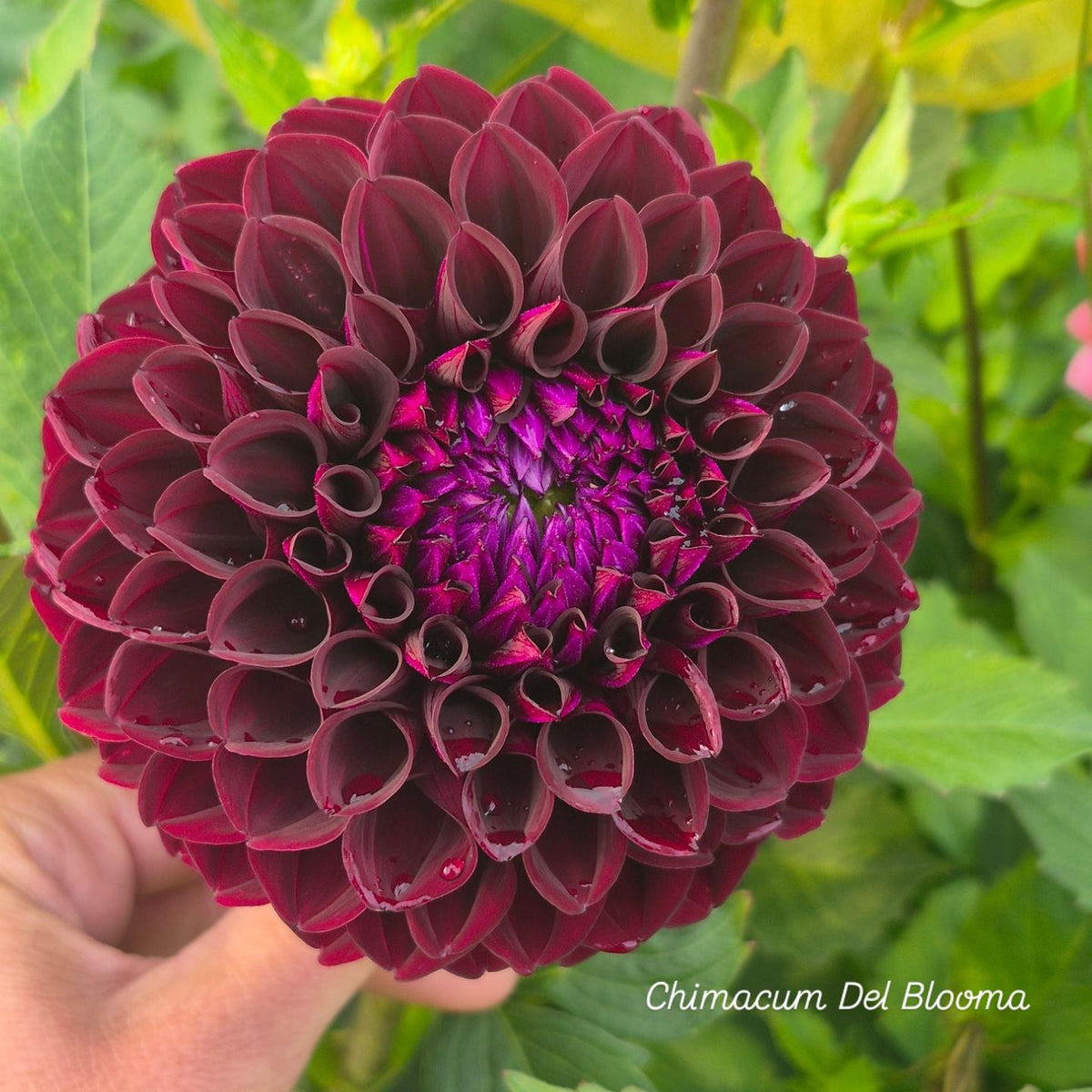 Chimacum Del Blooma Ball Dahlia