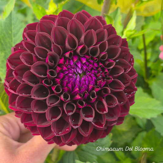 Chimacum Del Blooma Ball Dahlia