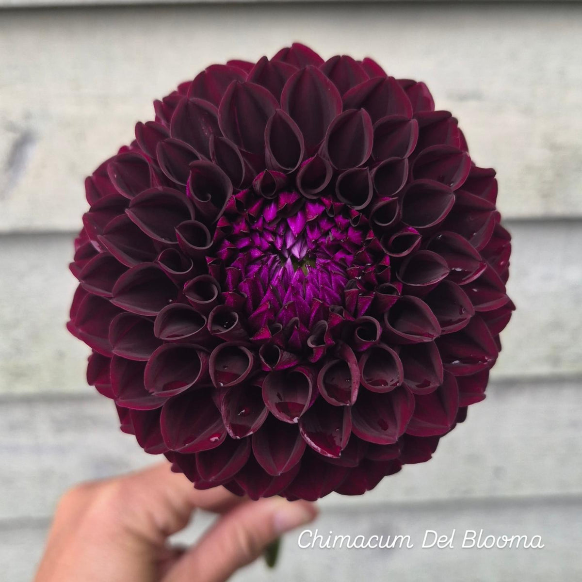Chimacum Del Blooma Ball Dahlia
