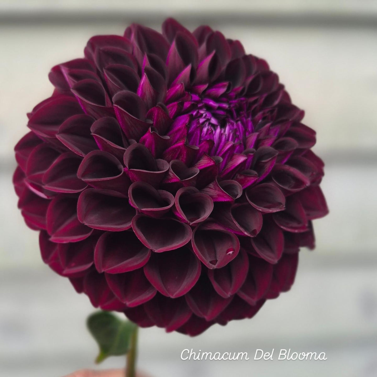 Chimacum Del Blooma Ball Dahlia