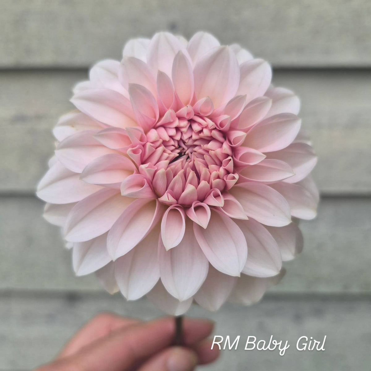 RM Baby Girl Informal Decorative Dahlia