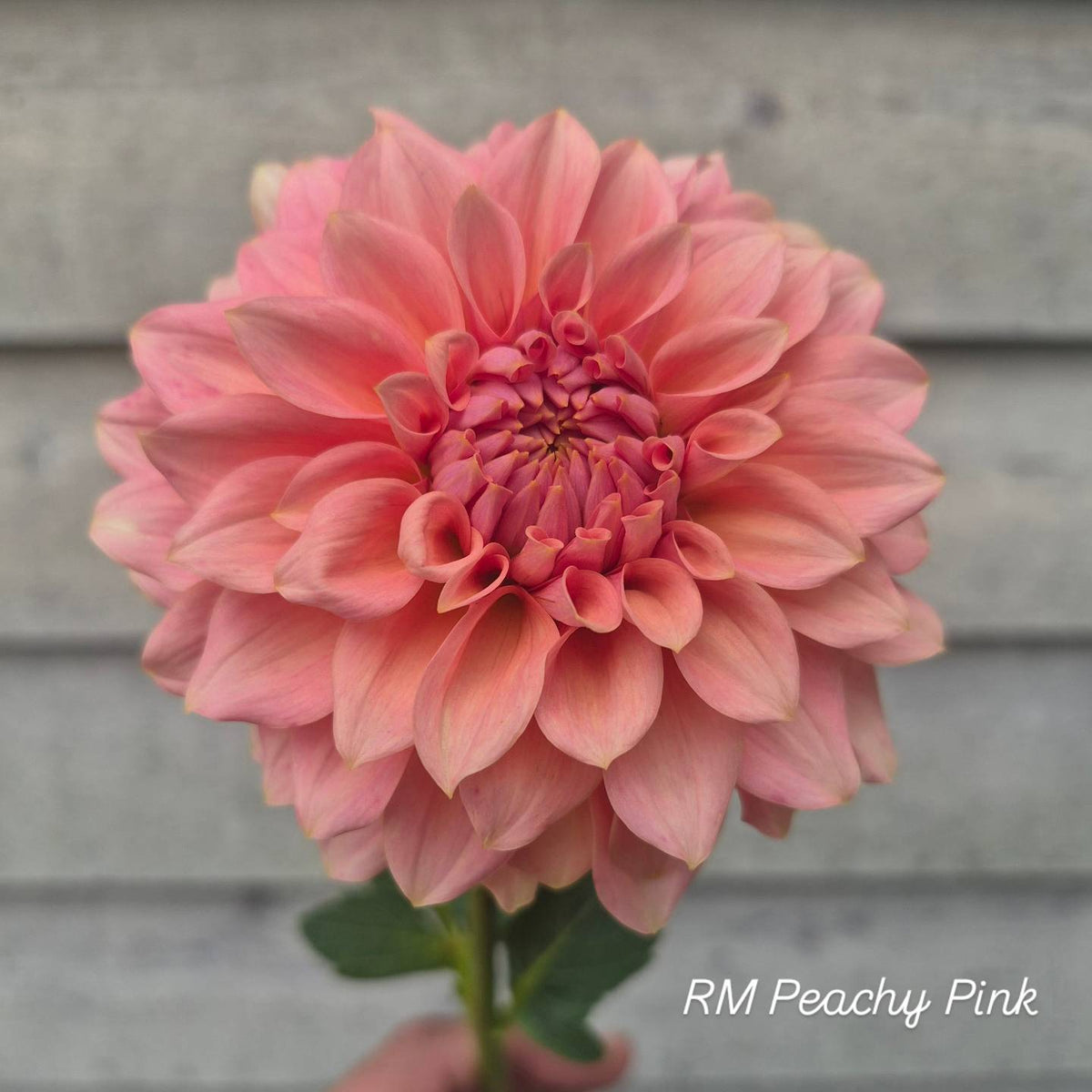 RM Peachy Pink Formal Decorative Dahlia