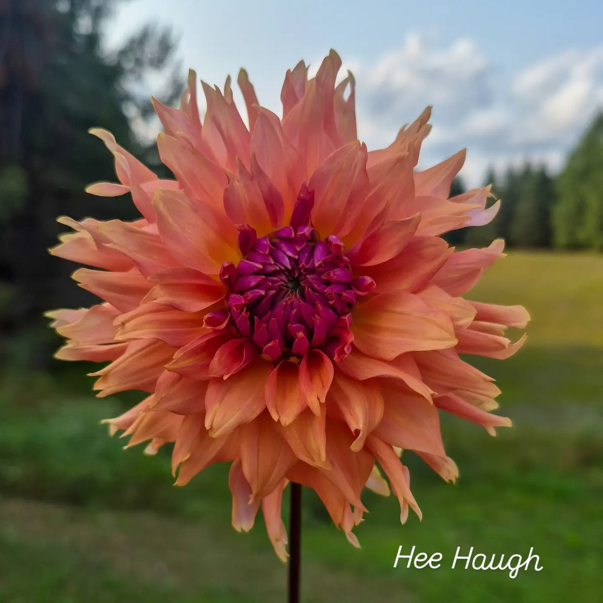 Hee Haugh Semi-Cactus Dahlia