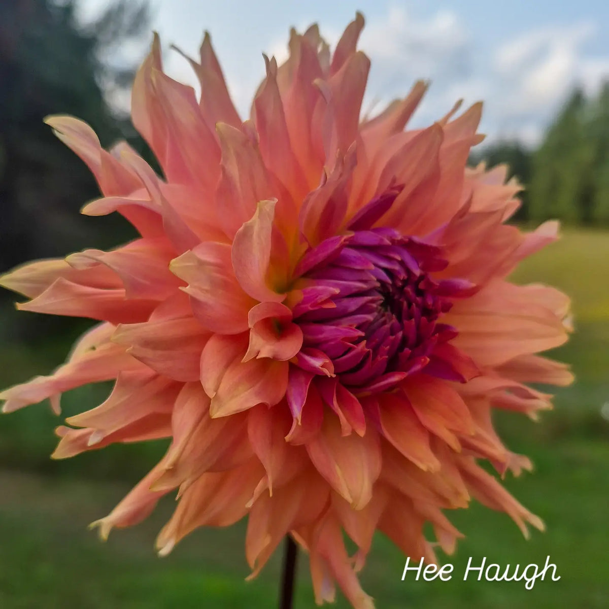 Hee Haugh Semi-Cactus Dahlia