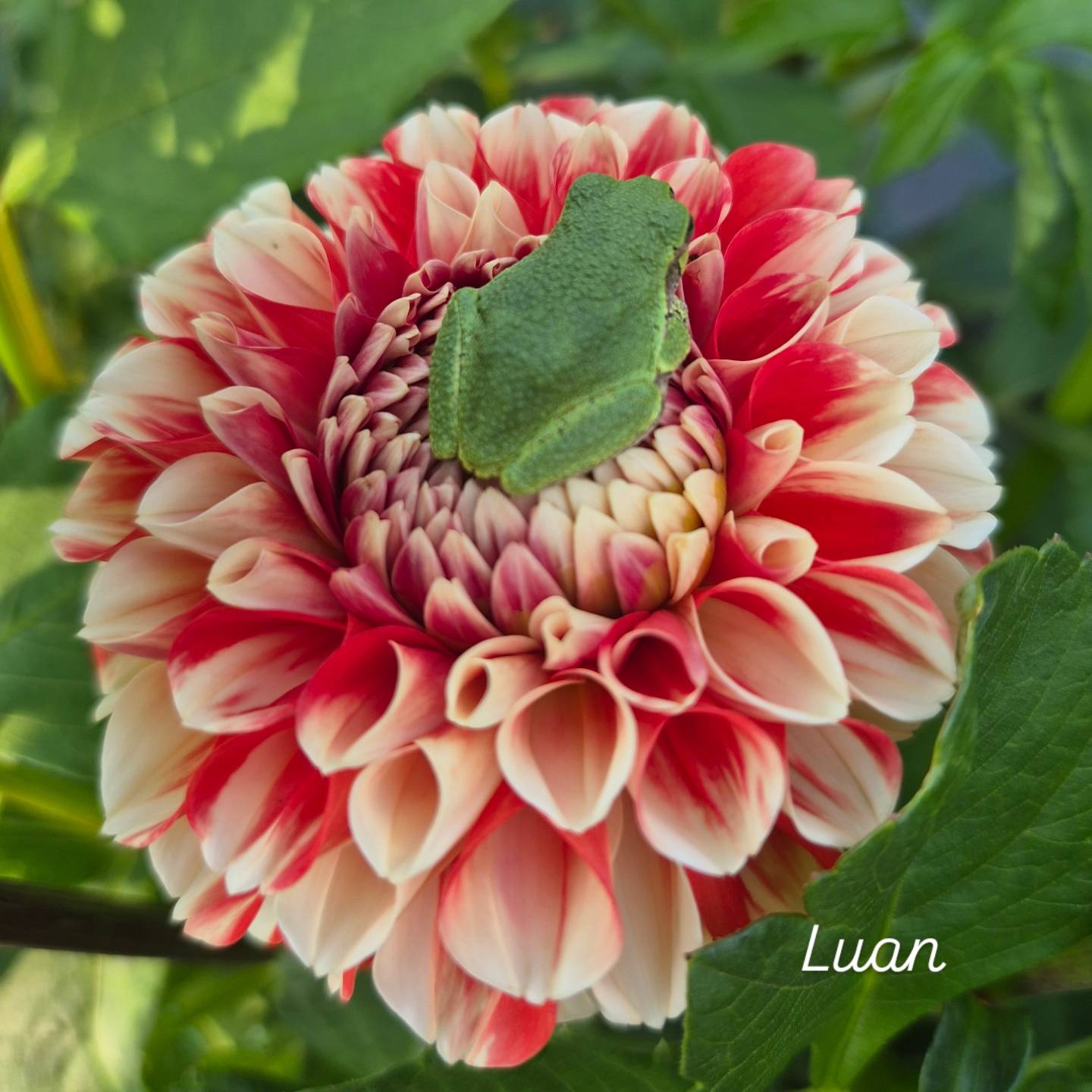 Luan Formal Decorative Dahlia