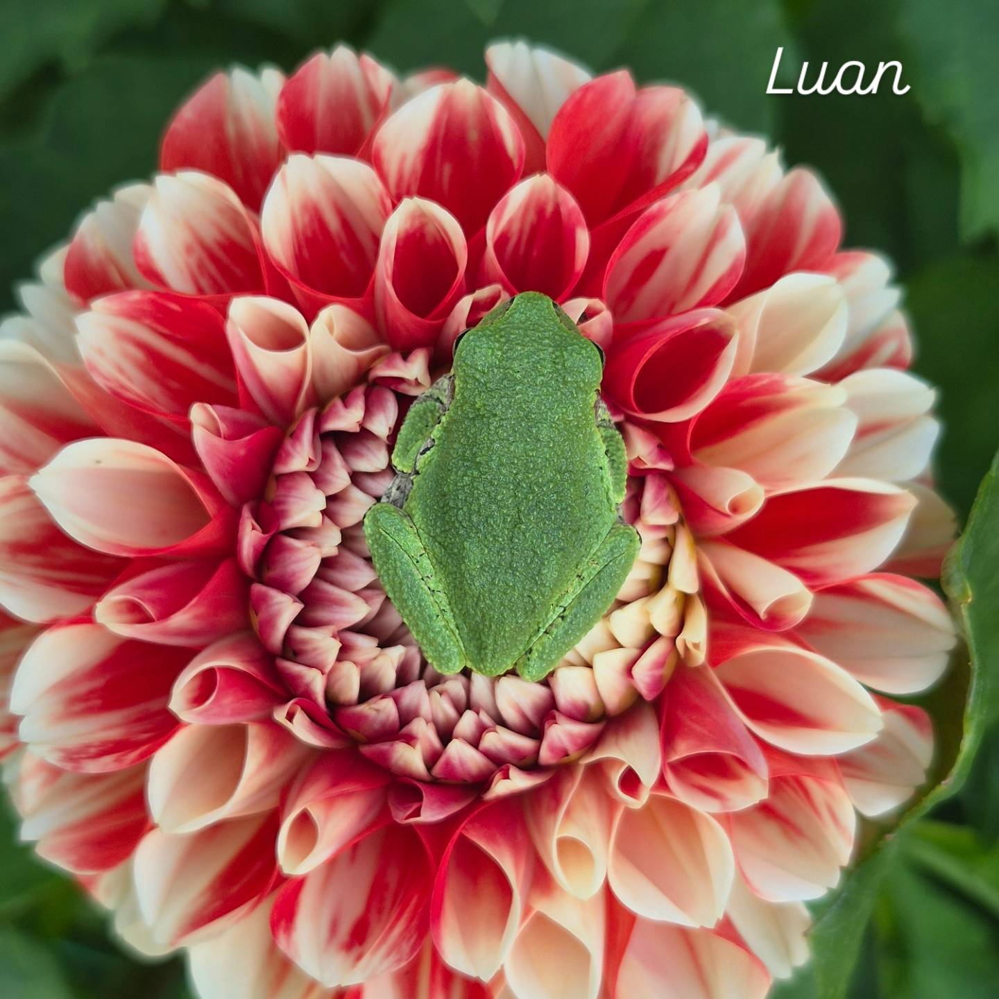 Luan Formal Decorative Dahlia