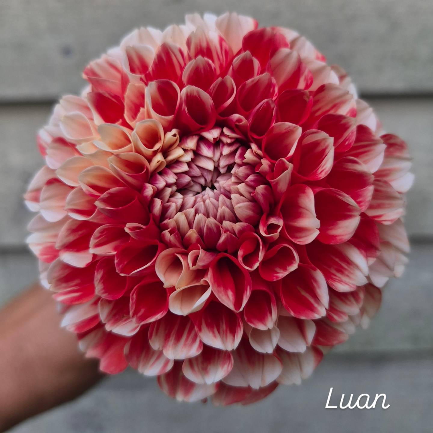 Luan Formal Decorative Dahlia