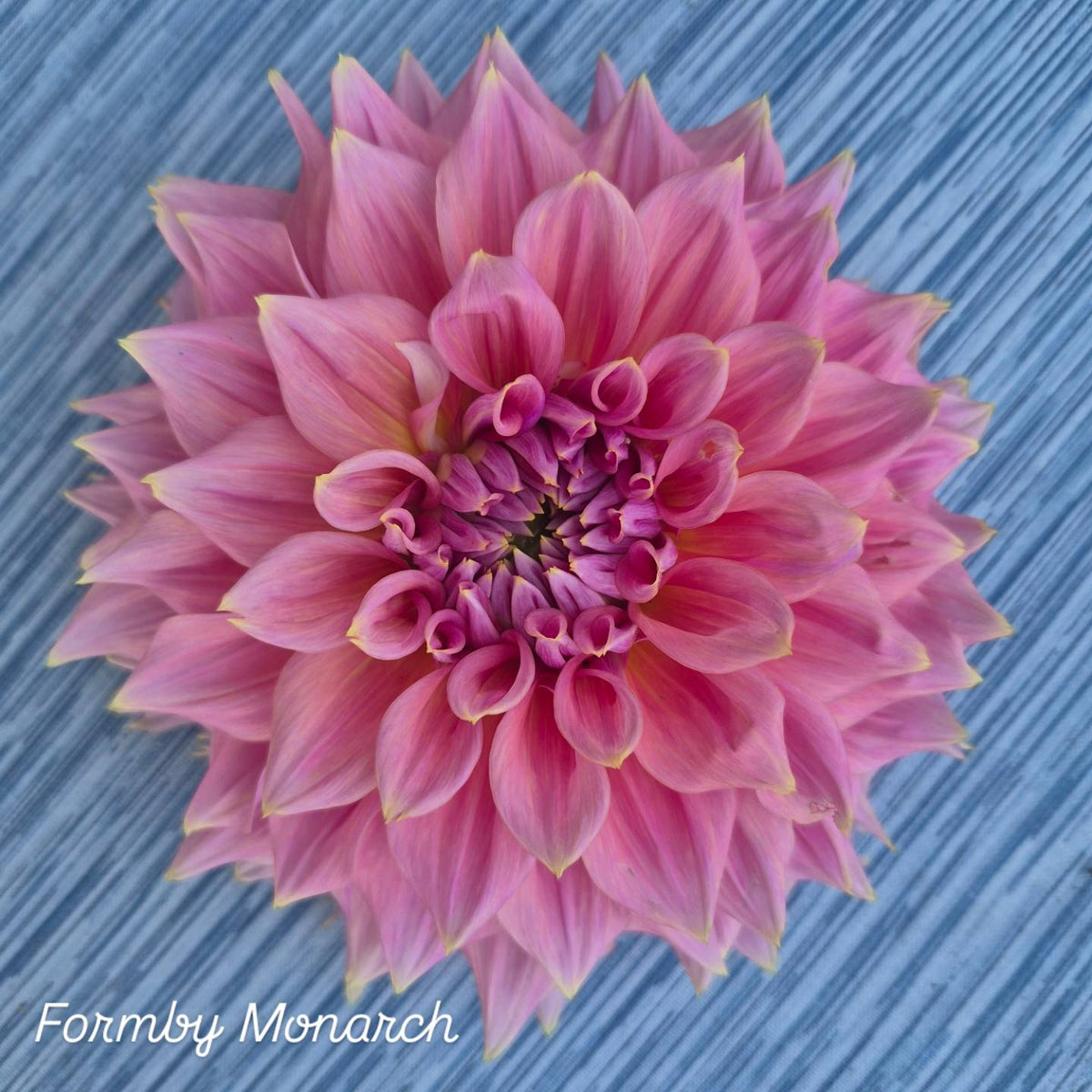 Formby Monarch Informal Decorative Dahlia 🇦🇺