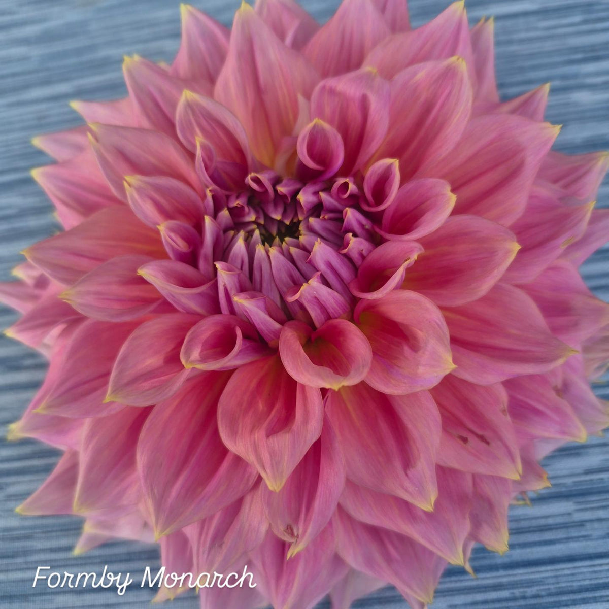 Formby Monarch Informal Decorative Dahlia 🇦🇺