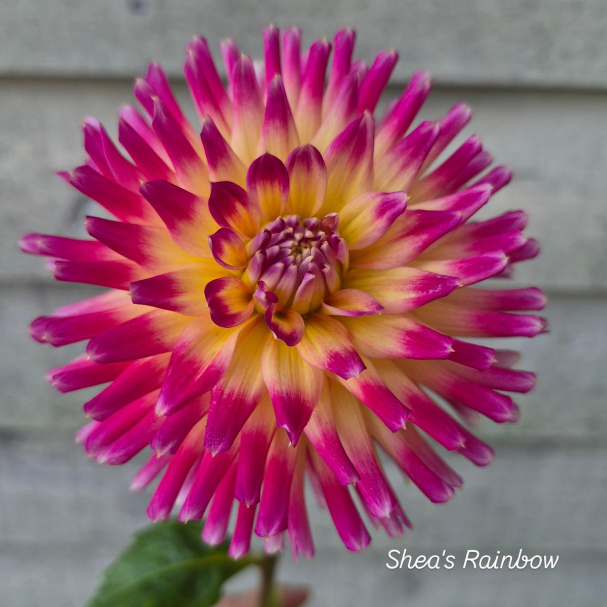 Shea's Rainbow Cactus Dahlia