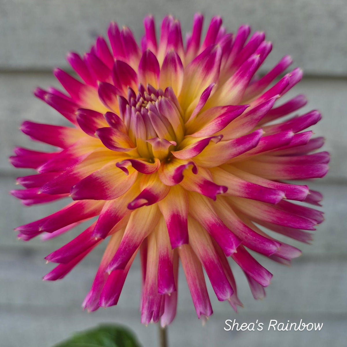 Shea's Rainbow Cactus Dahlia
