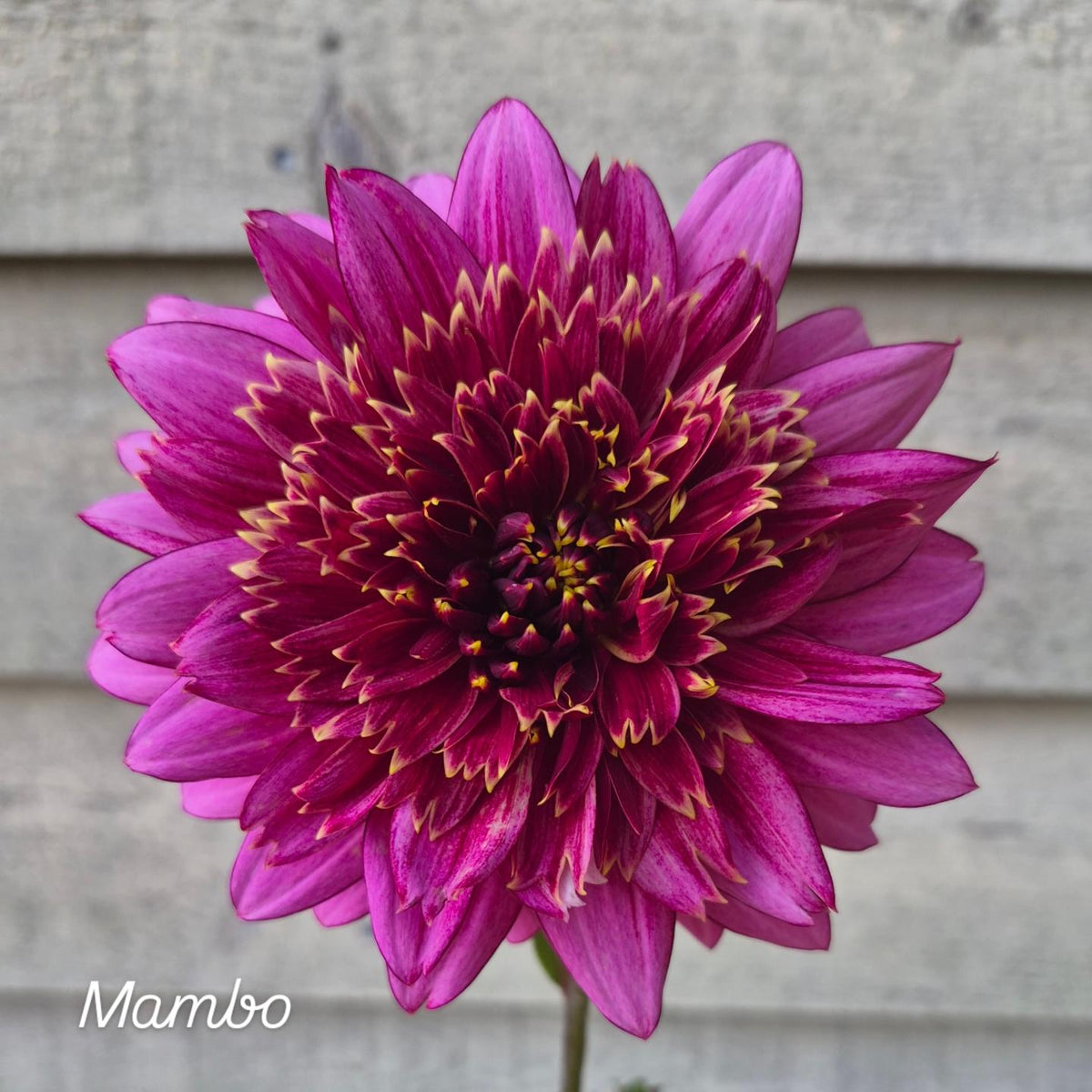 Mambo Anemone Dahlia