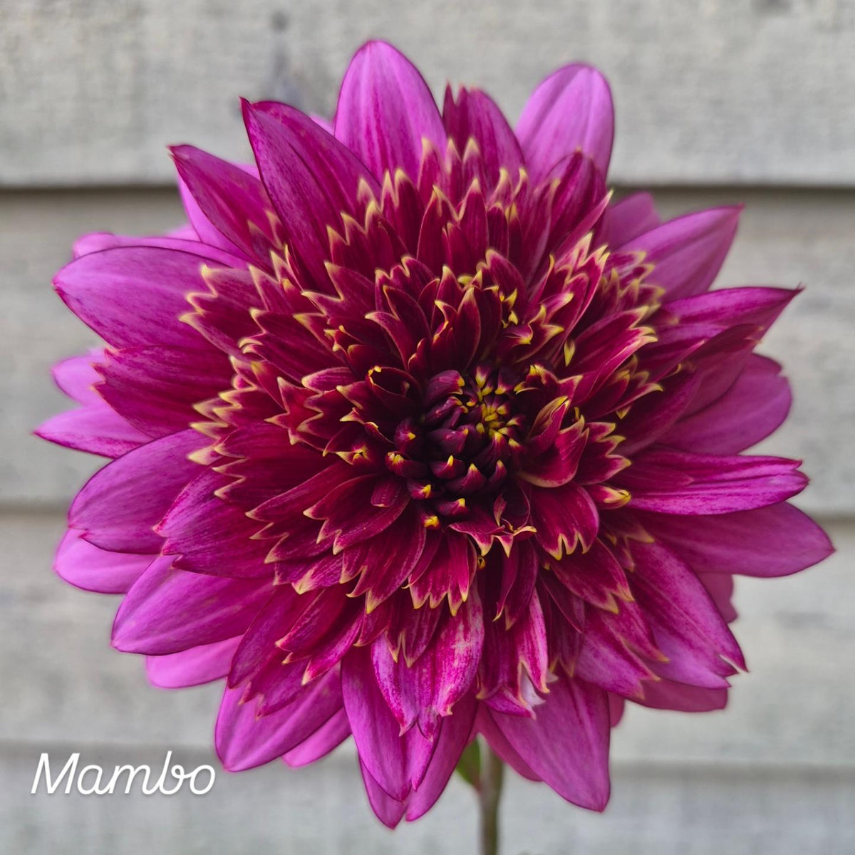 Mambo Anemone Dahlia