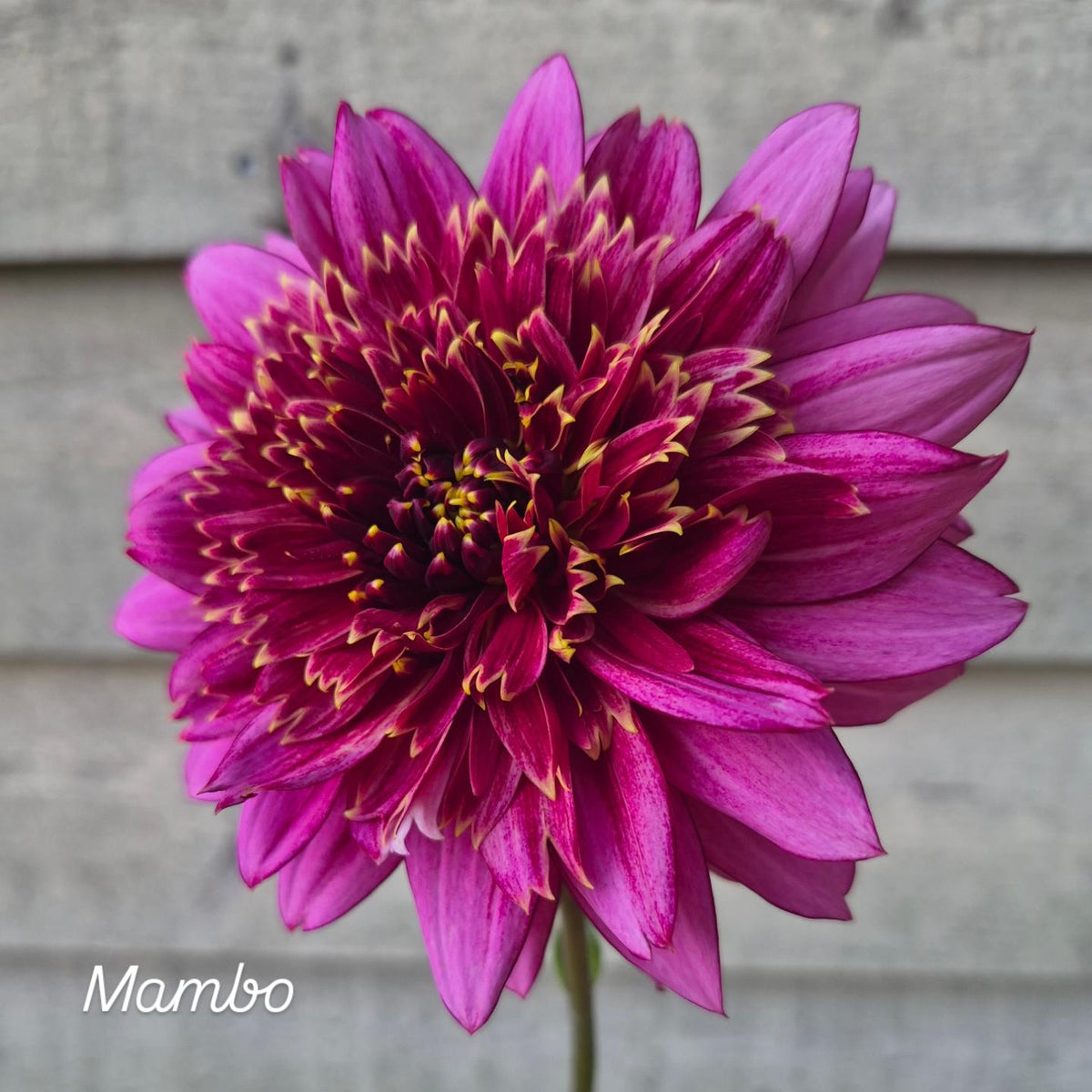 Mambo Anemone Dahlia