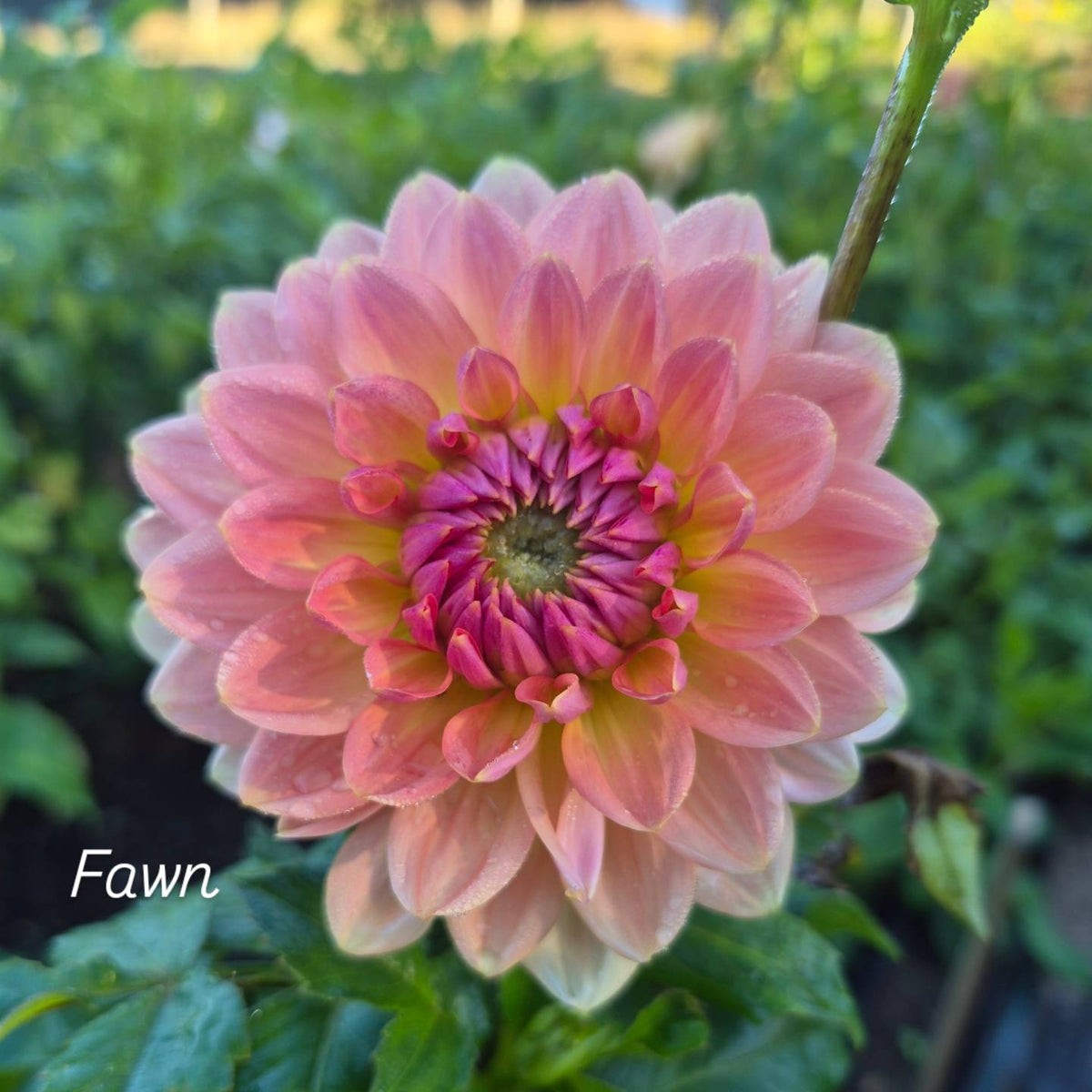 Fawn Waterlily Dahlia