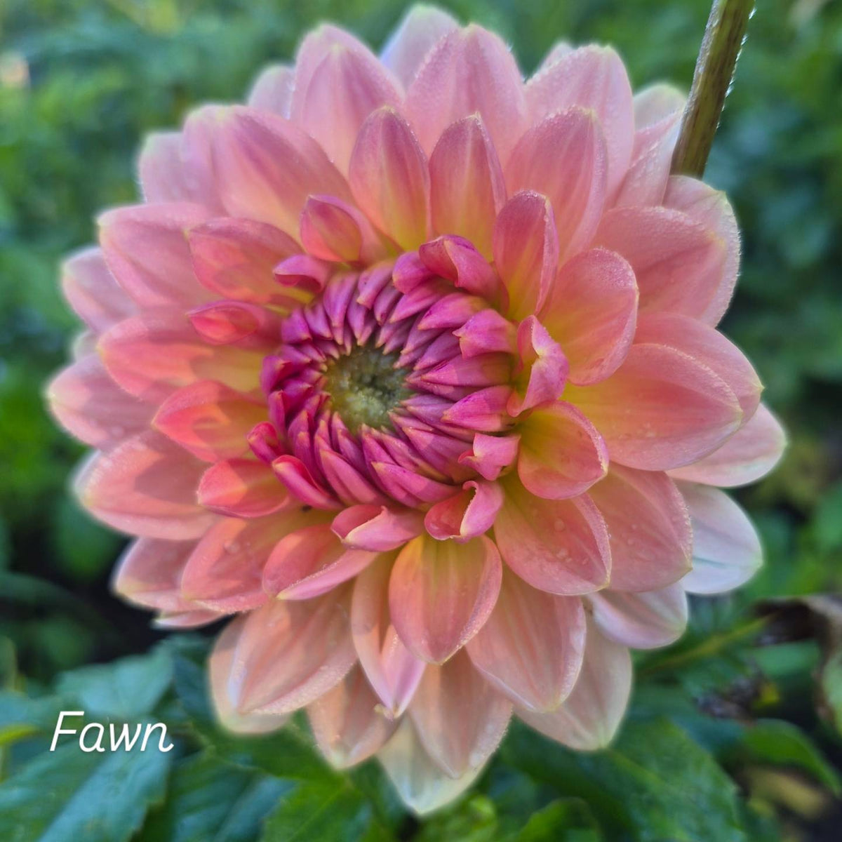 Fawn Waterlily Dahlia