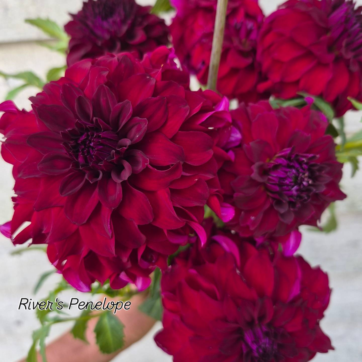 River's Penelope Informal Decorative Dahlia