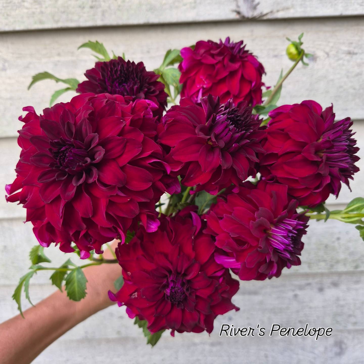 River's Penelope Informal Decorative Dahlia