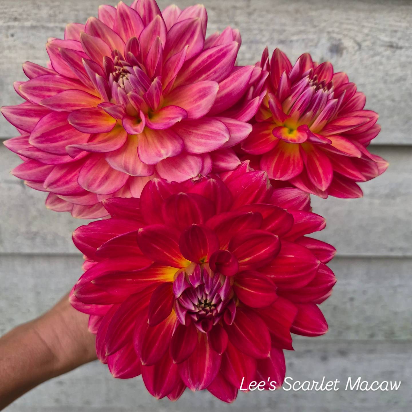 Lee's Scarlet Macaw Waterlily Dahlia