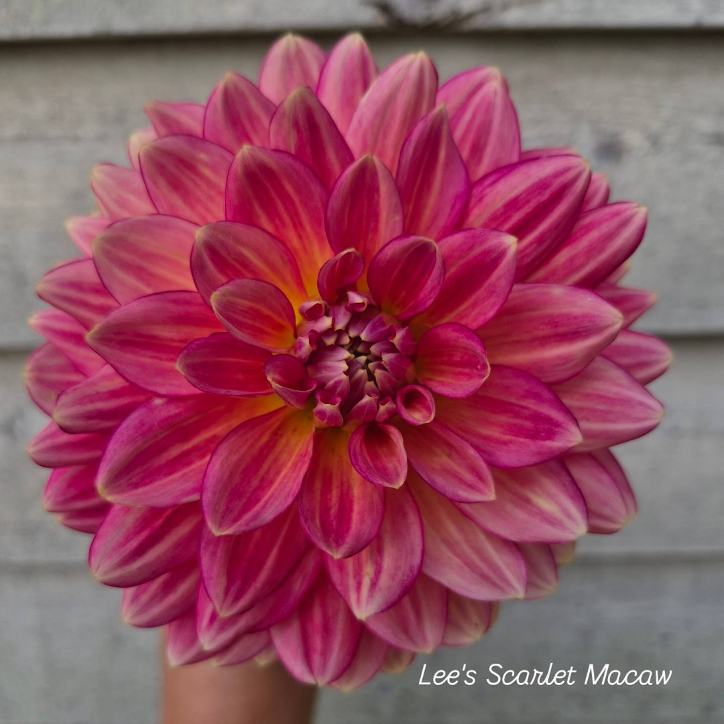 Lee's Scarlet Macaw Waterlily Dahlia