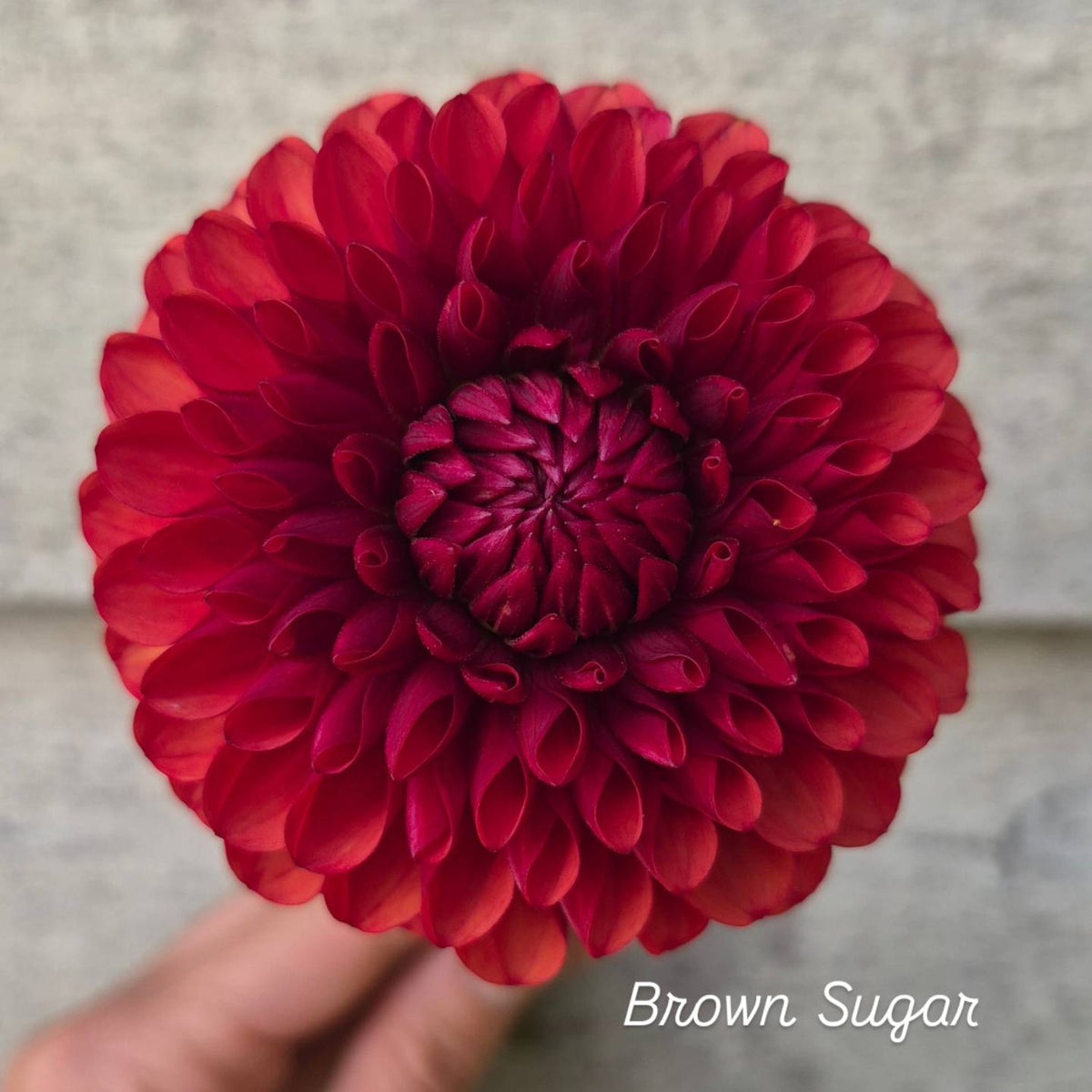 Brown Sugar Ball Dahlia