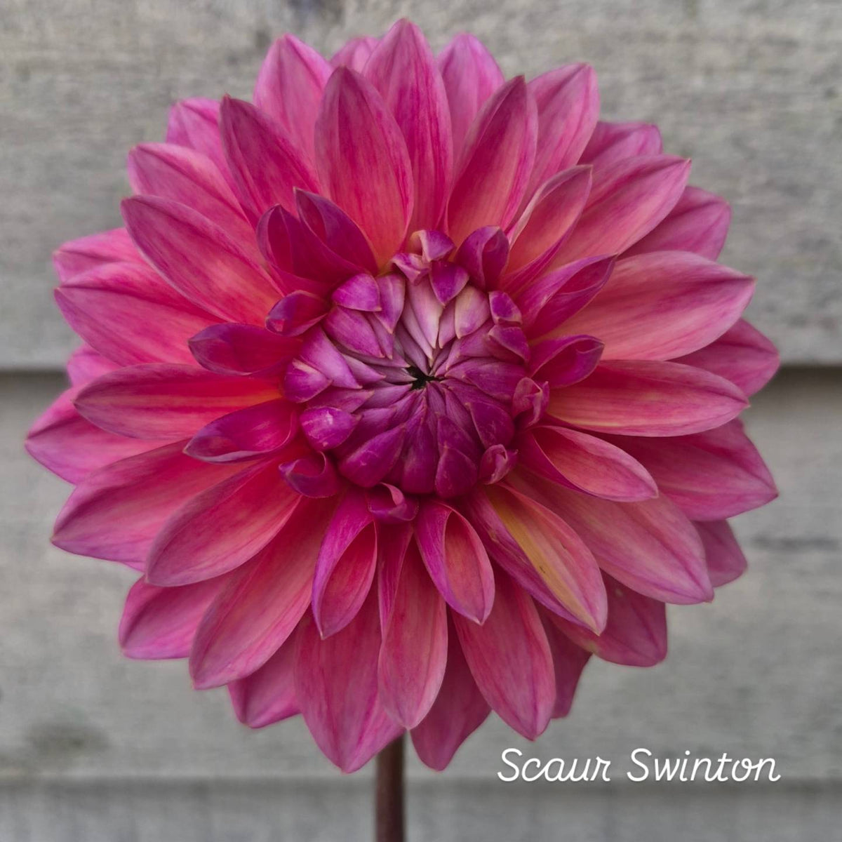 Scaur Swinton Formal Decorative Dahlia
