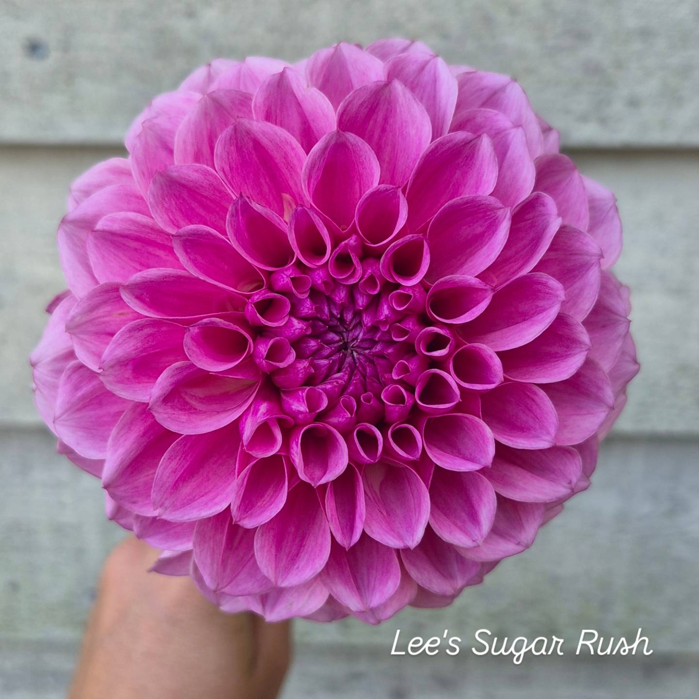 Lee's Sugar Rush Formal Decorative Dahlia