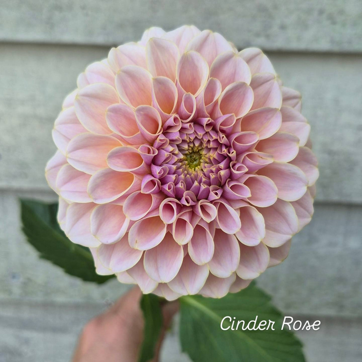 Cinder Rose Formal Decorative Dahlia