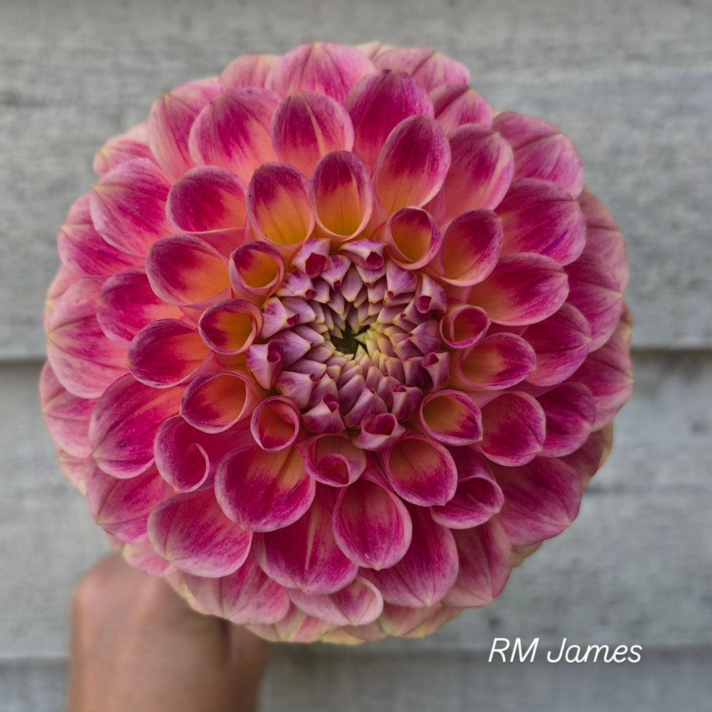 RM James Formal Decorative Dahlia