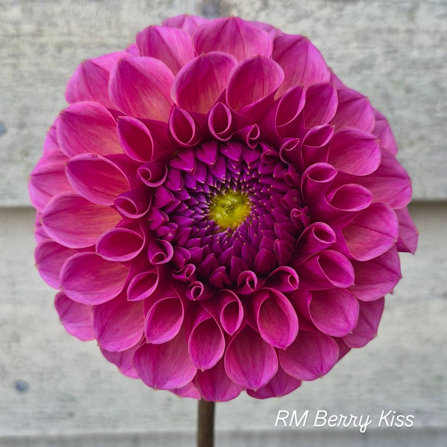 RM Berry Kiss Formal Decorative Dahlia