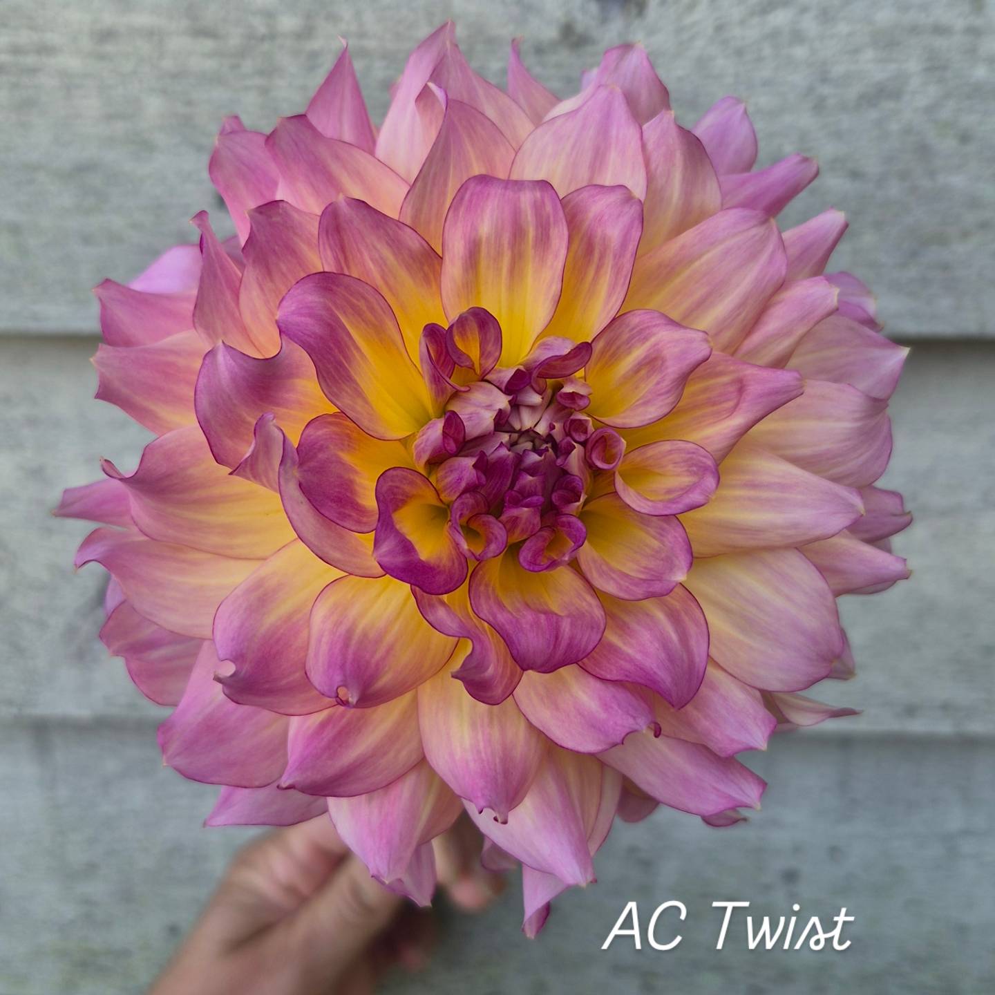 AC Twist Informal Decorative Dahlia