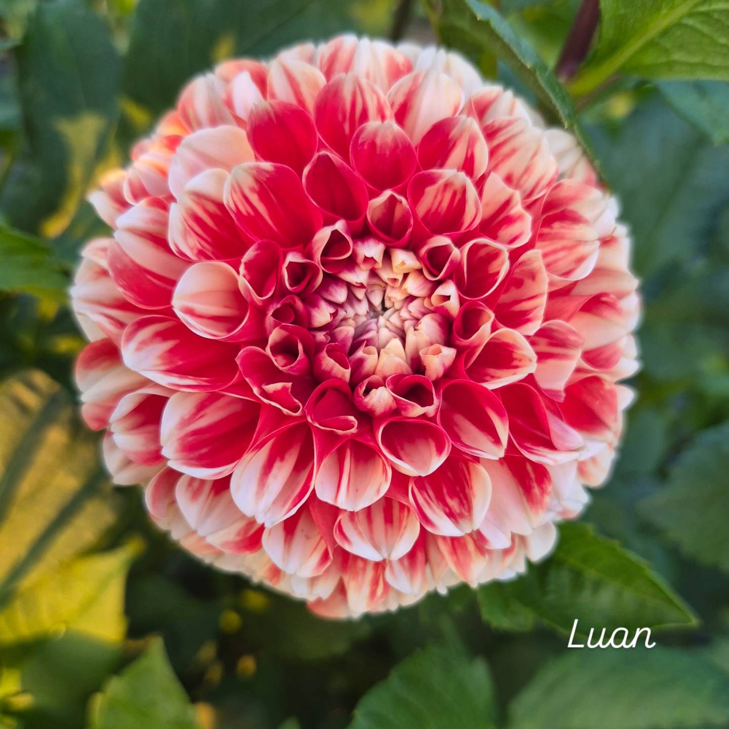 Luan Formal Decorative Dahlia