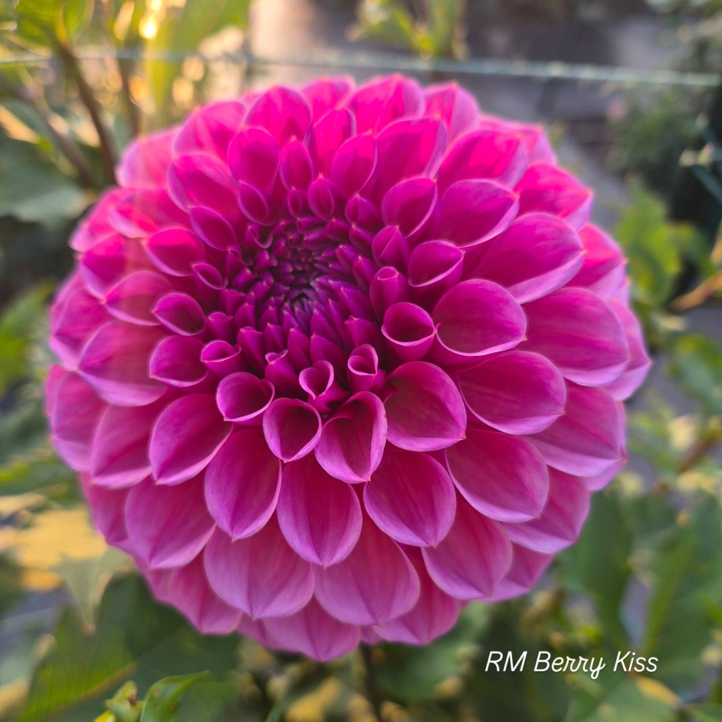 RM Berry Kiss Formal Decorative Dahlia