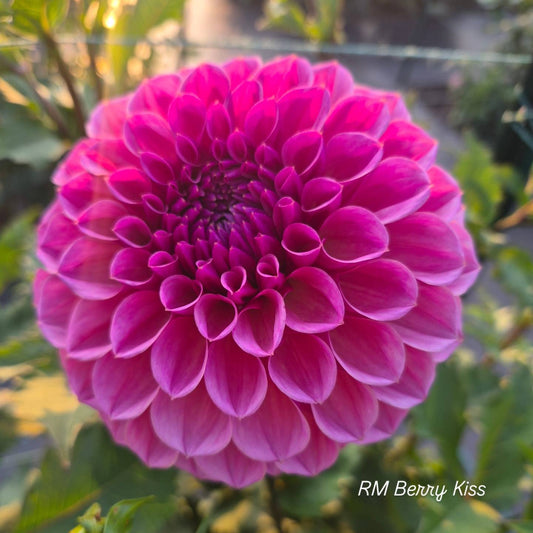 RM Berry Kiss Formal Decorative Dahlia