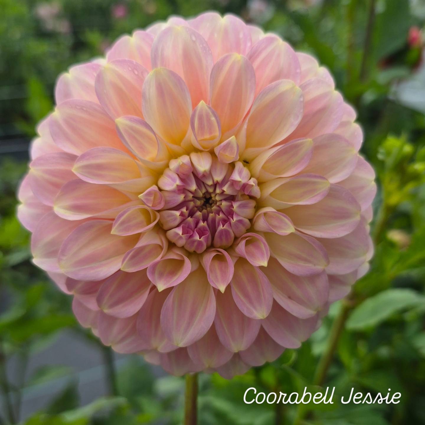 Coorabell Jessie Formal Decorative Dahlia