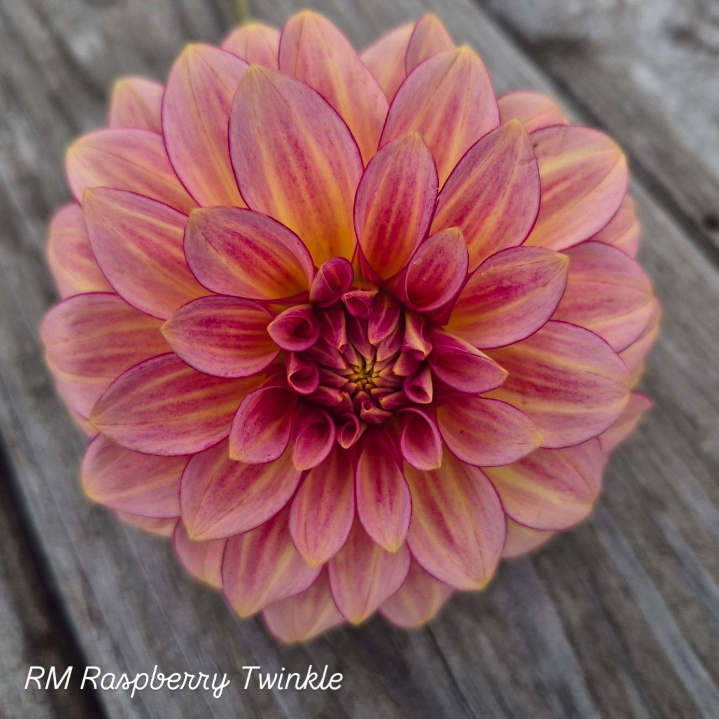 RM Raspberry Twinkle Formal Decorative Dahlia