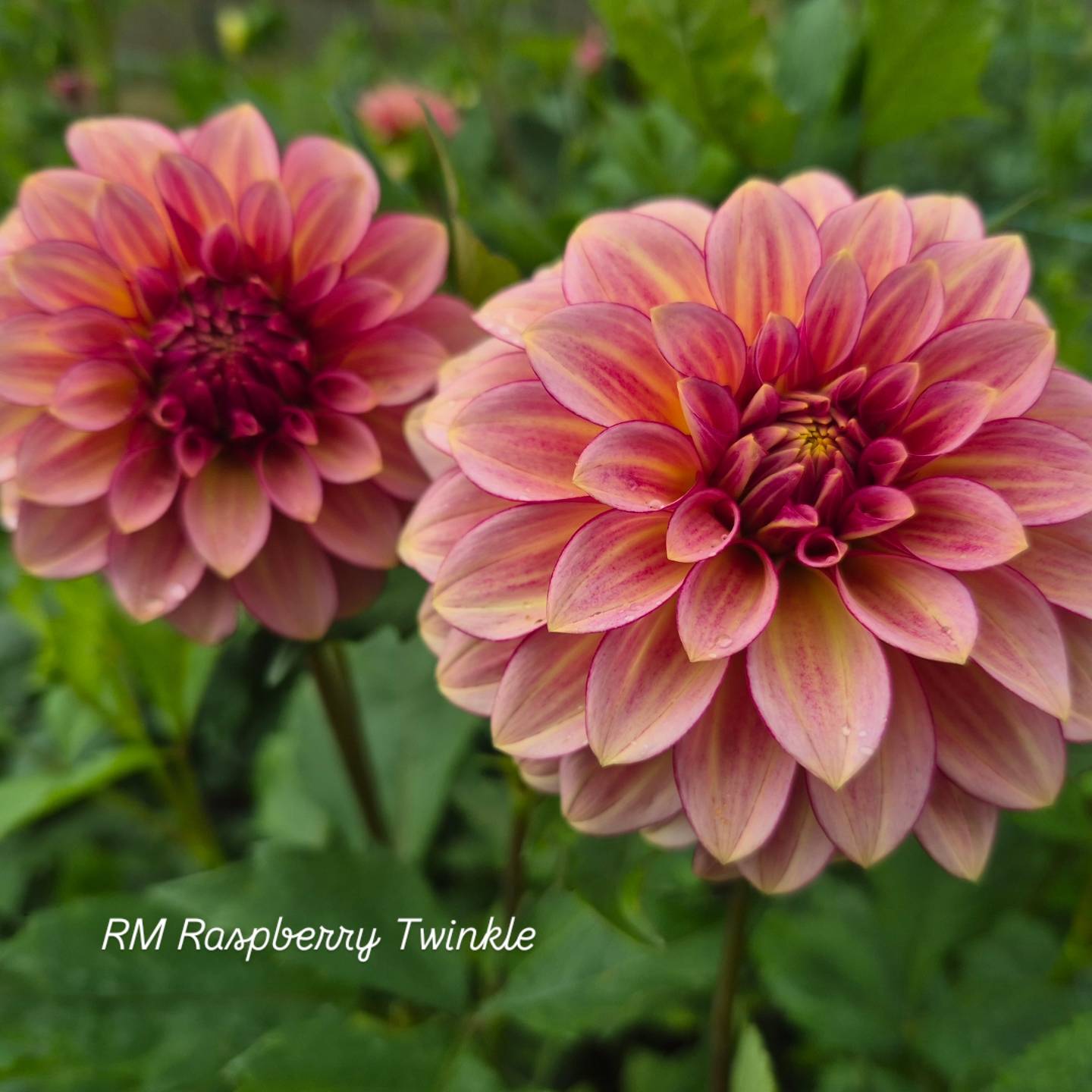 RM Raspberry Twinkle Formal Decorative Dahlia