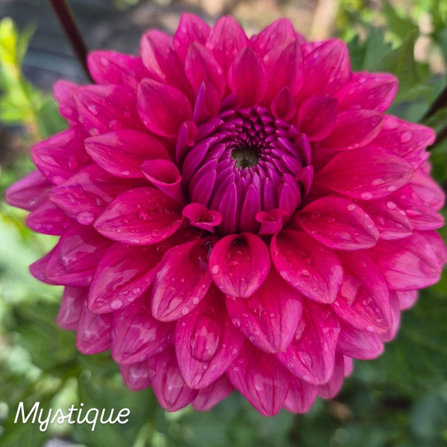 Mystique Formal Decorative Dahlia