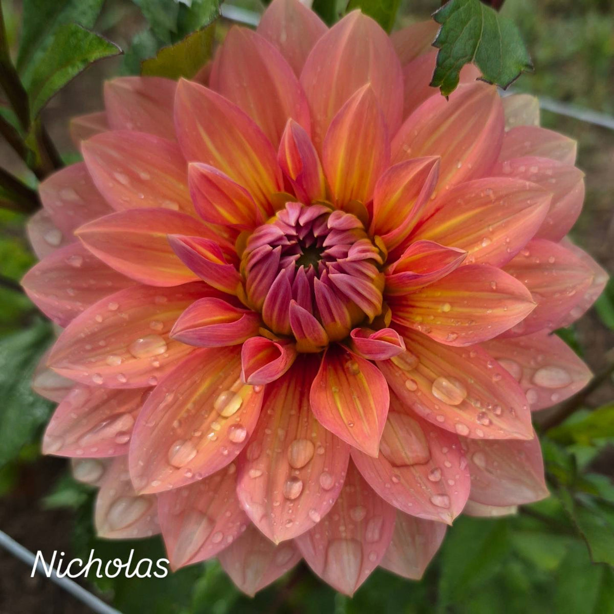 Nicholas Informal Decorative Dahlia