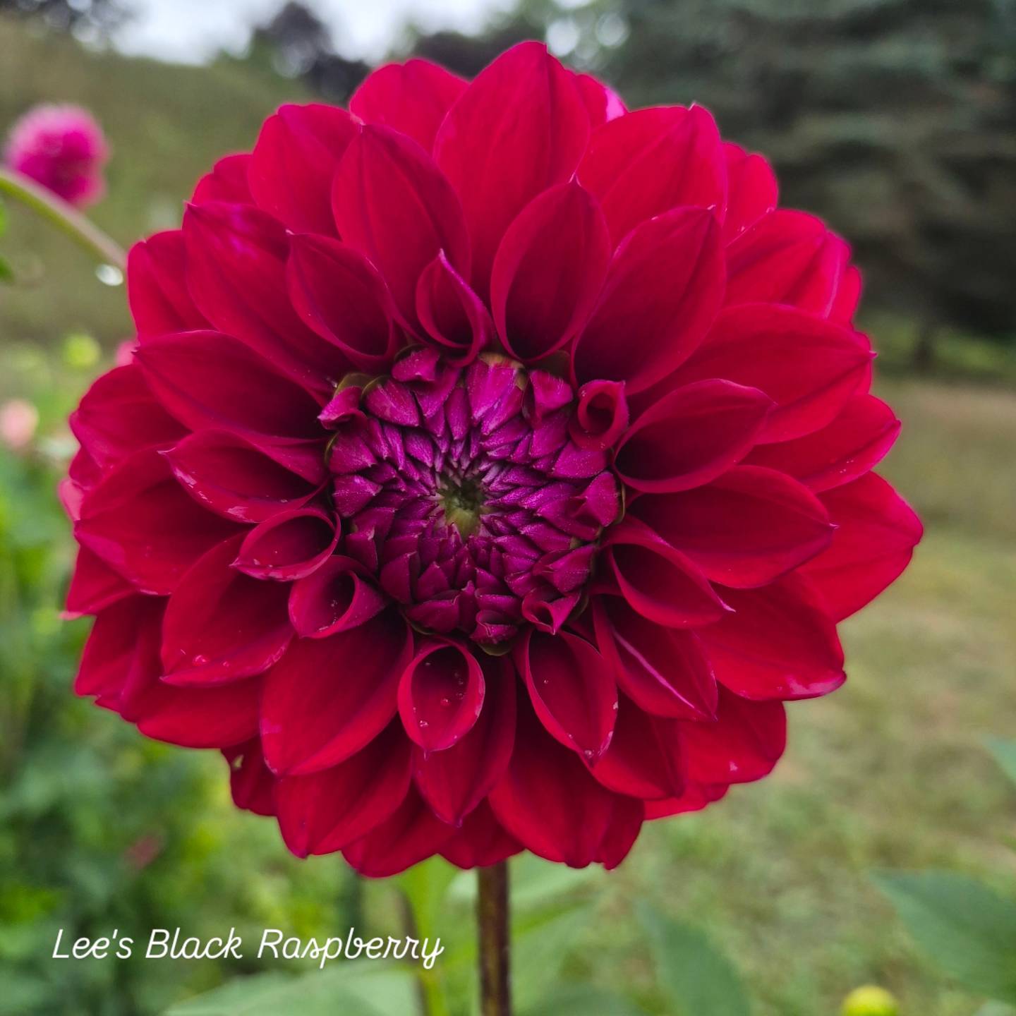 Lee's Black Raspberry Formal Decorative Dahlia